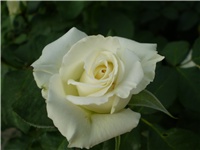 1843549e-Picture 3224.jpg